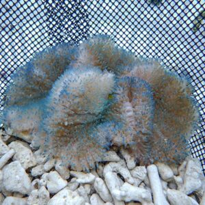 Multicolored fuzzy coral colony (blue and brown) resting on white gravel inside a mesh aquarium screen show enclosure.