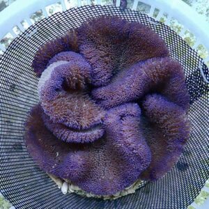 Purple brain coral with a wrinkled, bumpy surface resting in a black mesh basket.