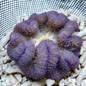 Purple star-shaped coral with many short tentacle polyps arranged in a circular cluster on a rock in a fish tank.