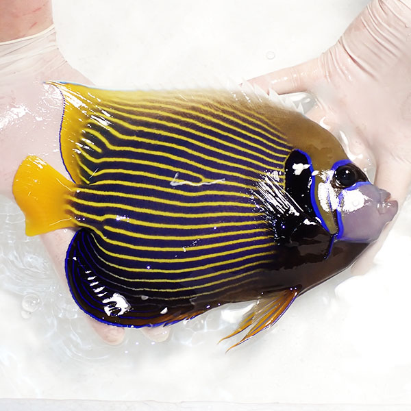 【現物3】粒エサOK タテジマキンチャクダイ 25cm±!海水魚 ヤッコ  15時までのご注文で当日発送(t111(t207