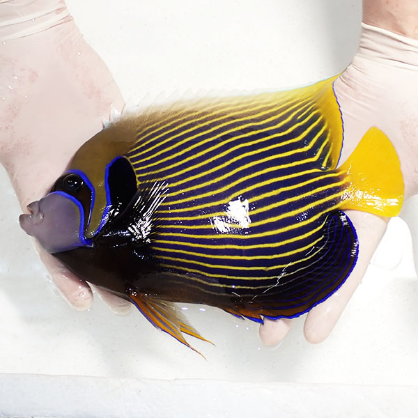 【現物3】粒エサOK タテジマキンチャクダイ 25cm±!海水魚 ヤッコ  15時までのご注文で当日発送(t111(t207