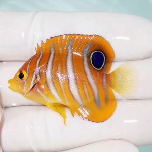 Small orange tropical fish with white vertical stripes and a blue-rimmed eye held in a gloved hand.