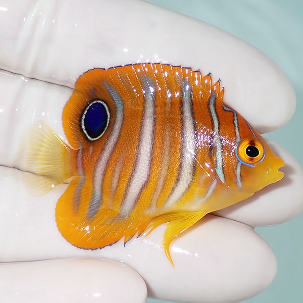 【現物14】ニシキヤッコ 4.7cm±!海水魚 ヤッコ15時までのご注文で当日発送(t111(t207