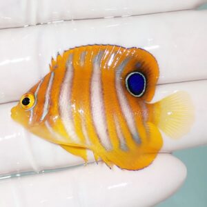 Small orange striped tropical fish held on a gloved finger; features white stripes and a blue-rimmed eye spot near the dorsal fin