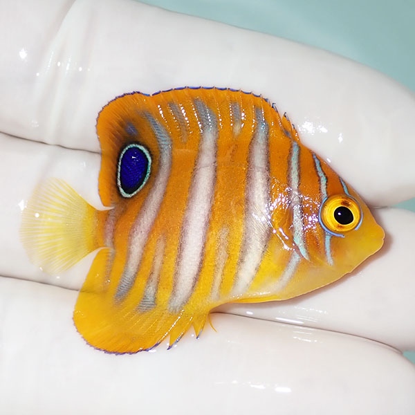 【現物15】ニシキヤッコ 4.5cm±!海水魚 ヤッコ15時までのご注文で当日発送(t111(t207