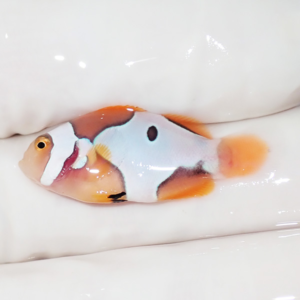 Small clownfish with orange, white, and black markings resting on a glossy white surface.
