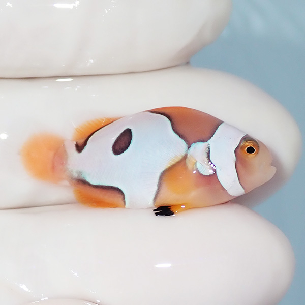 【現物1】ブラックピカソクラウン 3cm±! 海水魚 クマノミ 餌付け 15時までのご注文で当日発送(t115(t207