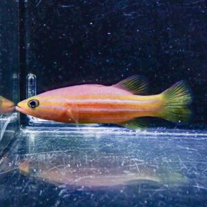 Small pink-orange fish with yellow-green tail in a glass aquarium, facing left. Environmental lighting reflects on the tank wall and water surface.