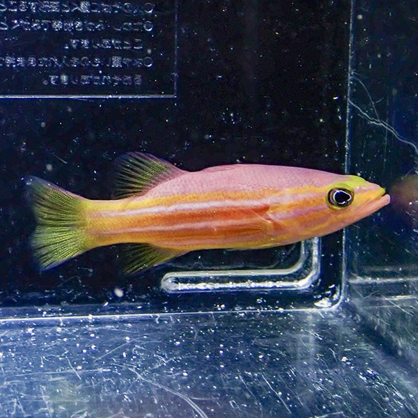 【現物】アフリカンリーフバスレット  6cm±! 海水魚  15時までのご注文で当日発送(t120(t207