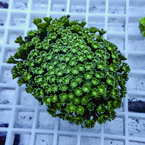 Close-up of a lime-green succulent with many tiny star-shaped rosettes forming a dense ball on a white grid surface.