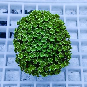 Bright green coral frag with densely branching polyps resting on a white frag rack in an aquarium setting.
