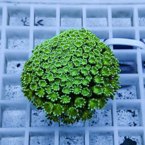 Bright green coral colony with small star-shaped polyps resting on a white grid background.