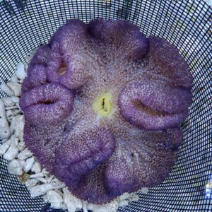 Purple sea anemone with a rosette of circular polyps in a blue mesh basket.