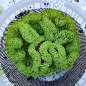 Cluster of bright green, knobby coral-like pieces arranged in a round black mesh basket.