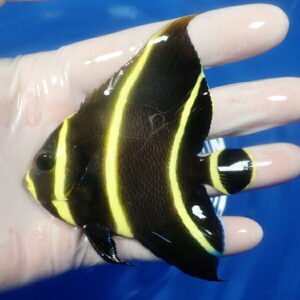 Black tropical fish with bright yellow vertical stripes being held in a gloved hand over a blue background.