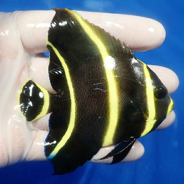 【現物5】フレンチエンゼル 8.5cm± !海水魚 ヤッコ 15時までのご注文で当日発送(t111(t207