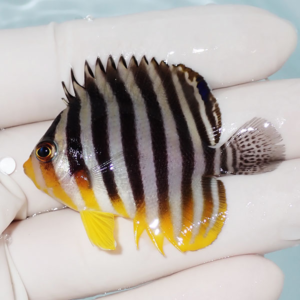 irm-1416923130-000 - AQUAGIFT 用品ショップ Small striped tropical fish with bold black vertical stripes, yellow fins, and an orange face held in a gloved hand.