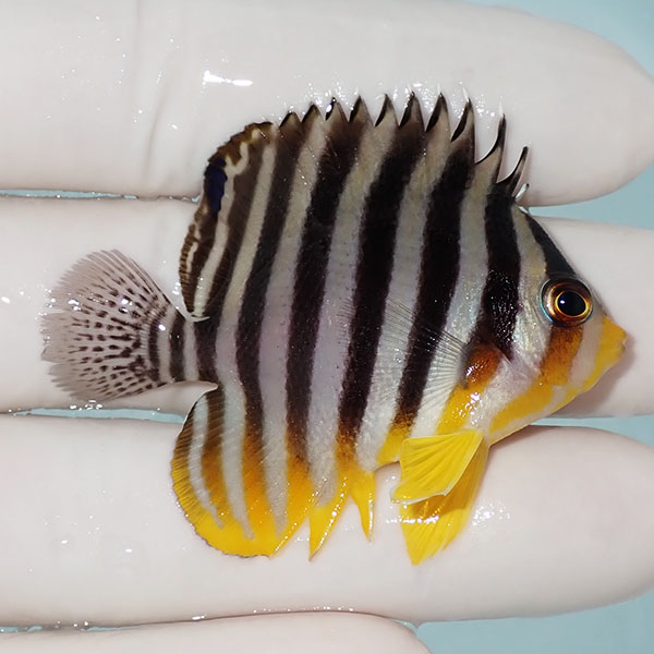 【現物15】シマヤッコ 5.3cm±! 海水魚 生体 15時までのご注文で当日発送(t111(t207