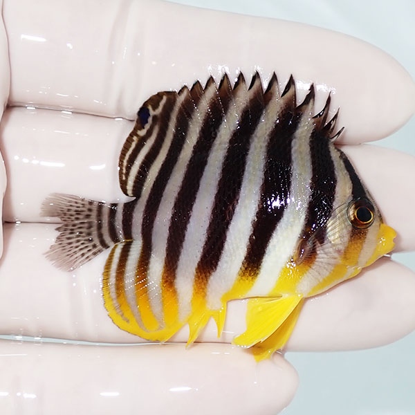 【現物15】尾びれ欠け シマヤッコ 5.5cm±! 海水魚 生体 15時までのご注文で当日発送(t111(t207