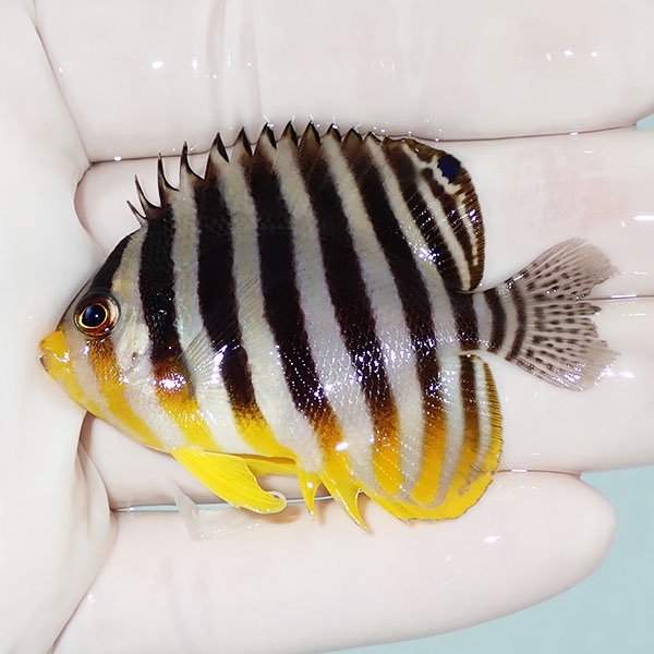 【現物15】尾びれ欠け シマヤッコ 5.5cm±! 海水魚 生体 15時までのご注文で当日発送(t111(t207