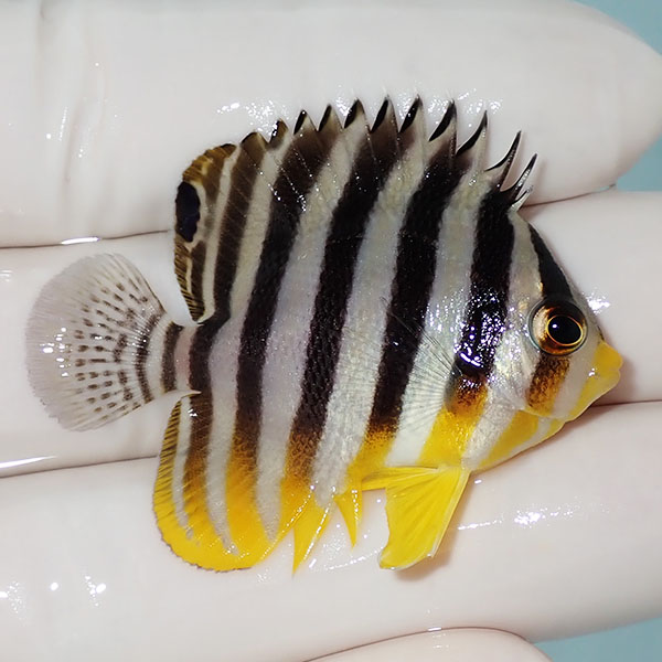 【現物17】シマヤッコ 4.5cm±! 海水魚 生体 15時までのご注文で当日発送(t111(t207