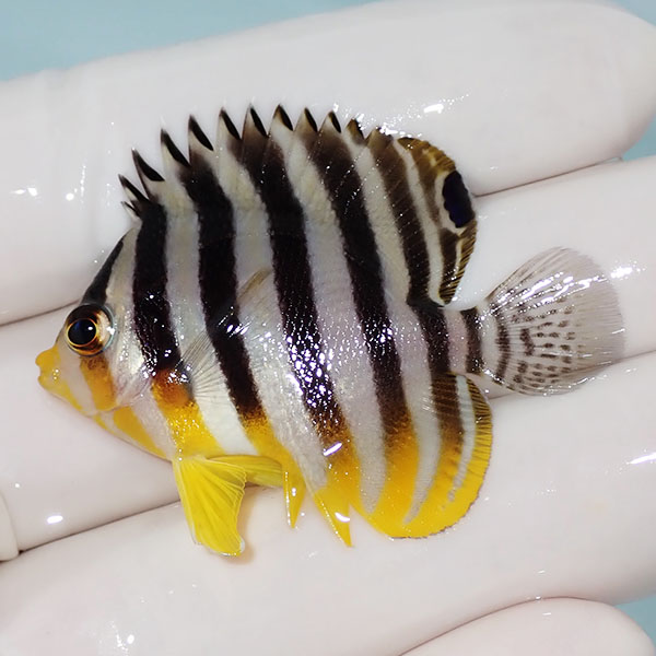 【現物17】シマヤッコ 4.5cm±! 海水魚 生体 15時までのご注文で当日発送(t111(t207