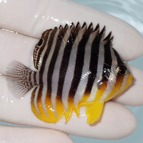 【現物18】シマヤッコ 5cm±! 海水魚 生体 15時までのご注文で当日発送(t111(t207