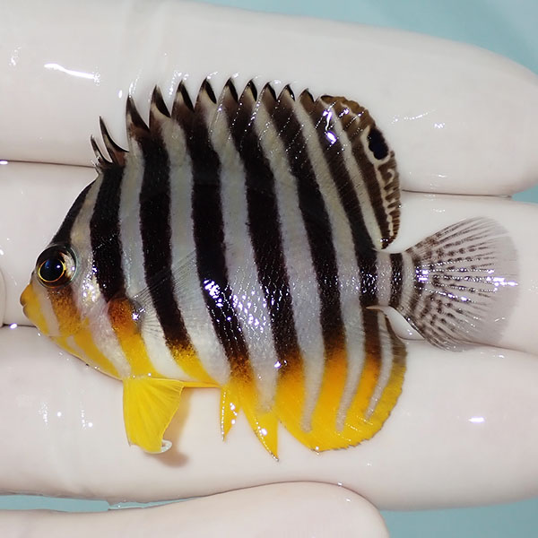 【現物18】シマヤッコ 5cm±! 海水魚 生体 15時までのご注文で当日発送(t111(t207