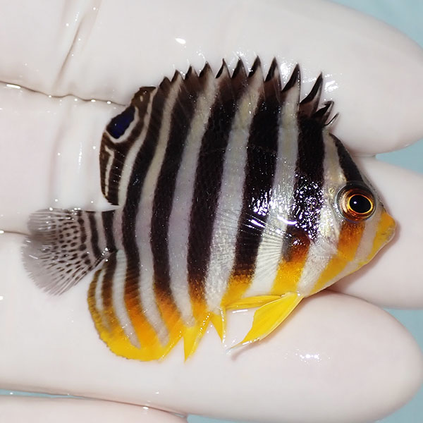 【現物19】シマヤッコ 4.5cm±! 海水魚 生体 15時までのご注文で当日発送(t111(t207
