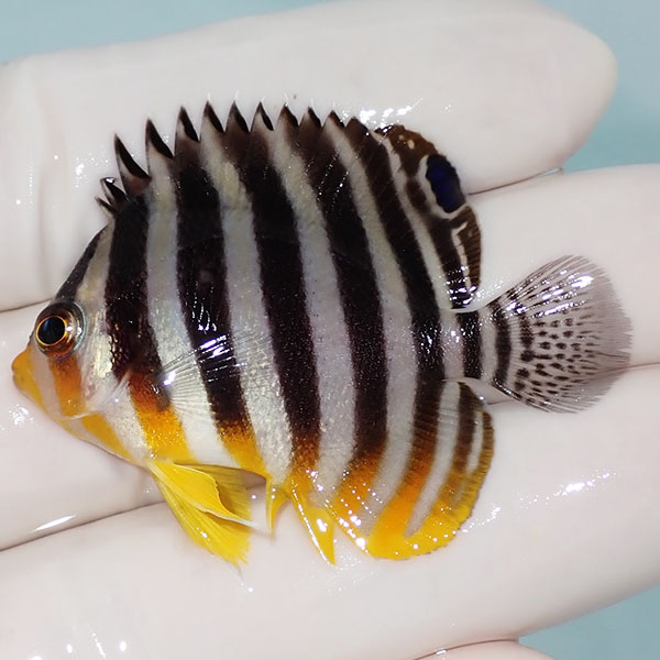 【現物19】シマヤッコ 4.5cm±! 海水魚 生体 15時までのご注文で当日発送(t111(t207