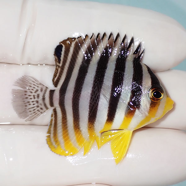 【現物20】シマヤッコ 4.5cm±! 海水魚 生体 15時までのご注文で当日発送(t111(t207