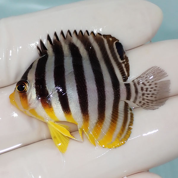 【現物20】シマヤッコ 4.5cm±! 海水魚 生体 15時までのご注文で当日発送(t111(t207