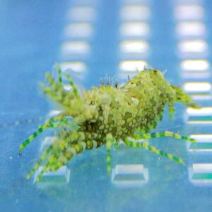 Green leafy seadragon with frilly leaf-like fins in a blue aquarium tank.
