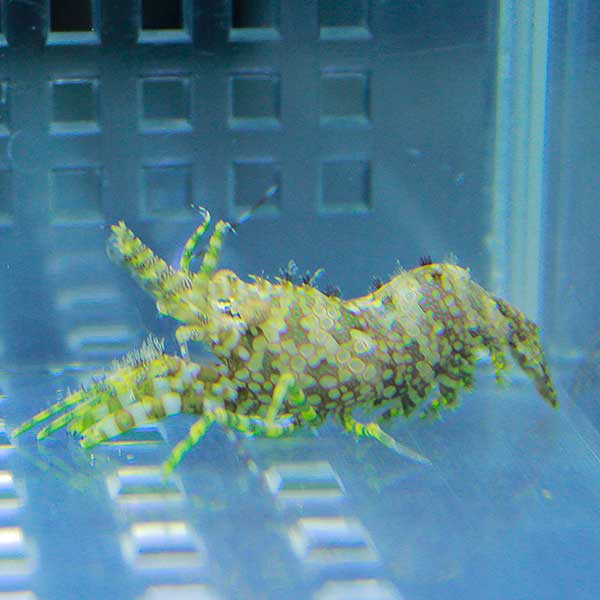 フシウデサンゴモエビ 5匹セット 【コケ取り】!  海水魚 エビ 【15時までのご注文で当日発送】(t129