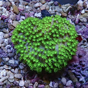 Bright green, ball-shaped succulent/coral-like plant with star-shaped leaves on a rocky gravel substrate.