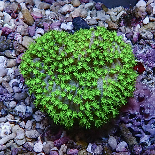 【サンゴ現物6】ウミキノコ メタリックグリーン 5-5cm!15時までのご注文で当日発送 【サンゴ】(t147