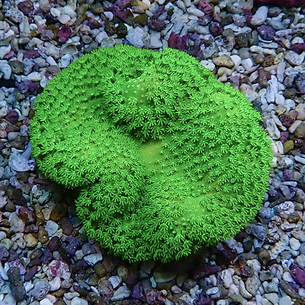 【サンゴ現物7】ウミキノコ メタリックグリーン 7-6cm!15時までのご注文で当日発送 【サンゴ】(t147