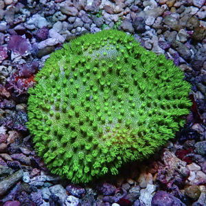 Bright green circular coral with many small, tentacle-like polyps on a rocky seabed.