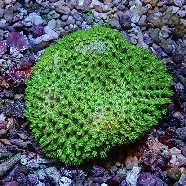 【サンゴ現物8】ウミキノコ メタリックグリーン 6-5cm!15時までのご注文で当日発送 【サンゴ】(t147