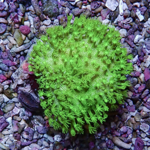 Neon green coral-like succulent with feathery branches on a bed of small multicolored pebbles.