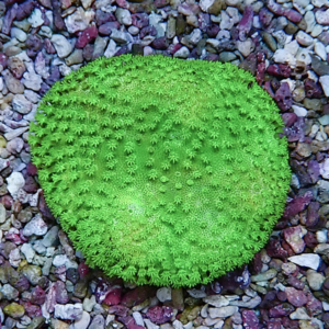 Bright green, round coral-like disk with small star-shaped polyps resting on multicolored gravel.
