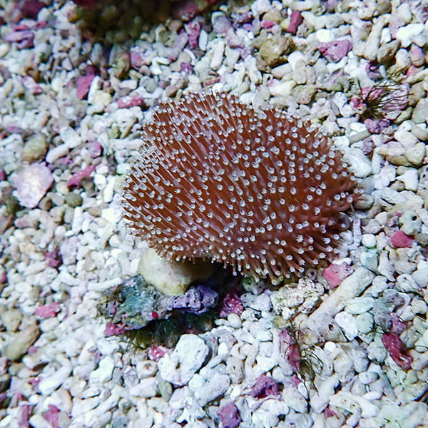 【サンゴ現物12】ウミキノコ 5-4cm!15時までのご注文で当日発送 【サンゴ】(t147