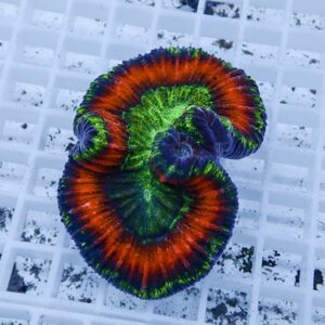 Bright green, red, and purple coral polyp attached to a white grid rack in a reef tank mix of neon colors.
