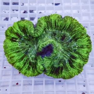 Bright green circular coral-like organism with ruffled edges resting on a white grid background, showcasing neon-green ridges and a darker central area.