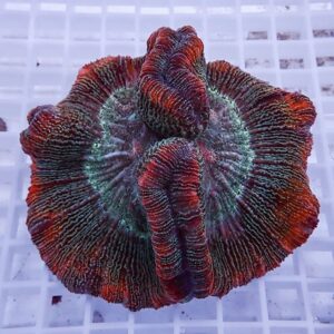 Colorful coral with red and green ridges resting on a white grid in a tank.