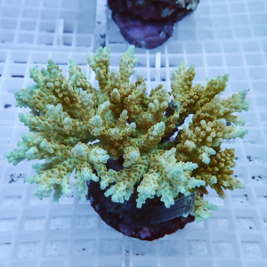 Yellow-green branching coral fragment mounted on a plug resting on a white grid rack in a reef tank setup.