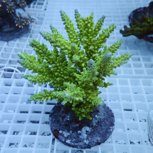 Green branching coral frag in a small rocky pot on a white grid rack, bright under blue aquarium lighting.