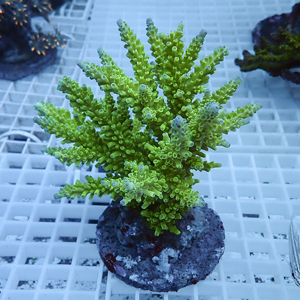 【サンゴ現物40】ブリードミドリイシ !15時までのご注文で当日発送 【ミドリイシ】(t214