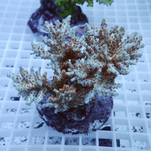 Branching coral frag mounted on a plug over a white grid, showing pale beige branches with tiny polyps