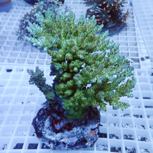 Green branching coral fragment with tubular polyps mounted on rock, resting on a white grid rack in an aquarium setup.